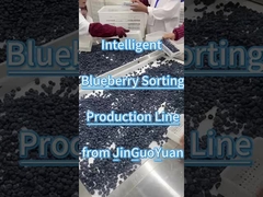 Линия сортировки черники от JGY